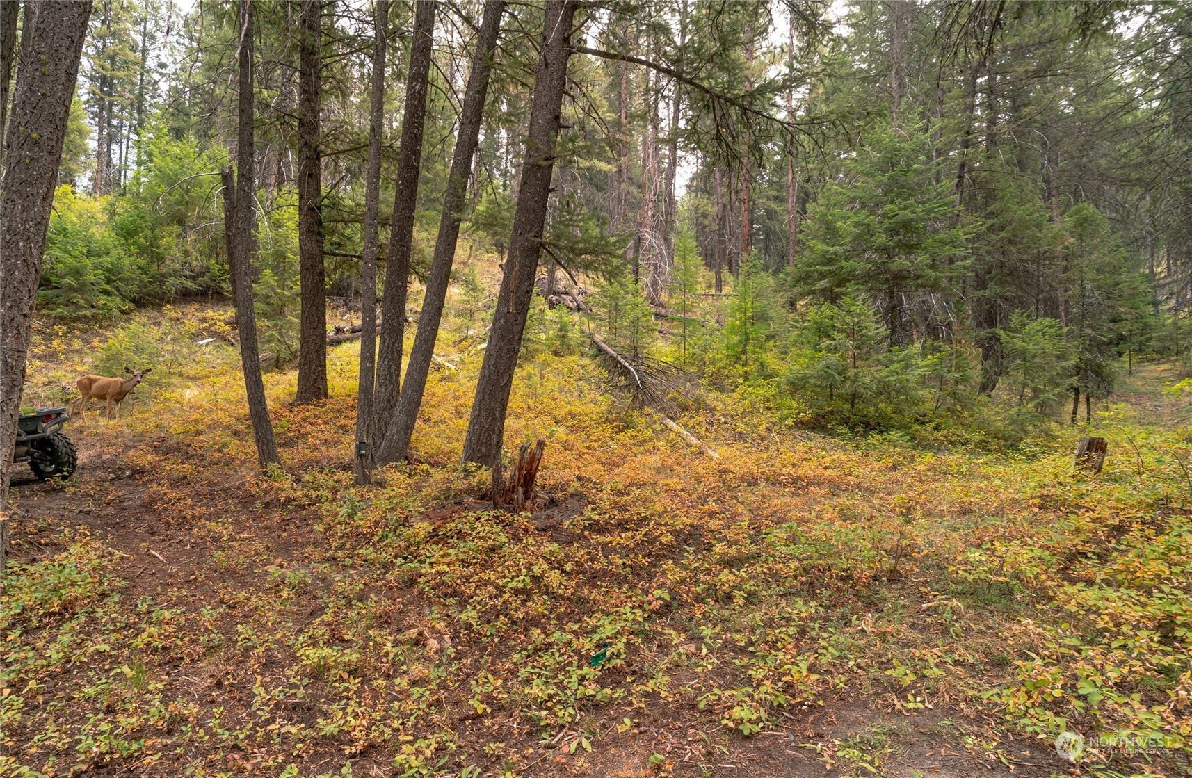 0 West Fork Road Conconully, WA 98819 - Photo 4 of 23 Gallery Image 4