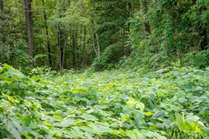 585 Mountain Road Westminster, SC 29693 - Photo 15 of 20 Discover a verdant expanse offering tranquil privacy and natural beauty, perfect for a serene retreat.