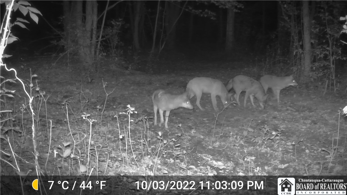7120 Parker Road Chautauqua, NY 14757 - Photo 8 of 29 COYOTES