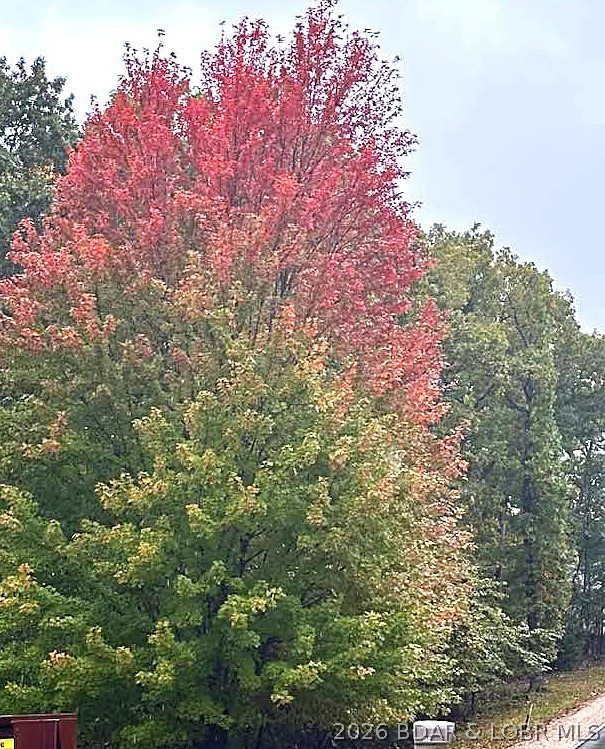 352 Duckhead Road Lake Ozark, MO 65049 - Photo 72 of 75 Front yard Tree in the Fall!