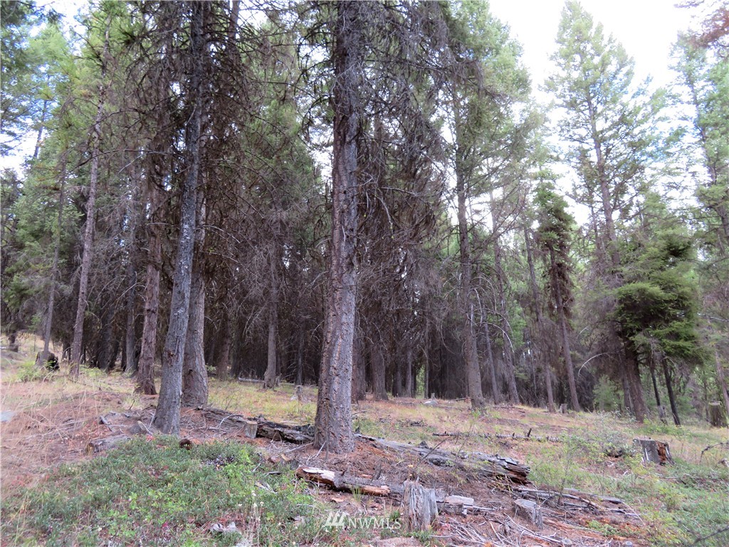 -tbd Tbd Tamarack Ridge Road Tonasket, WA 98855 - Photo 6 of 12