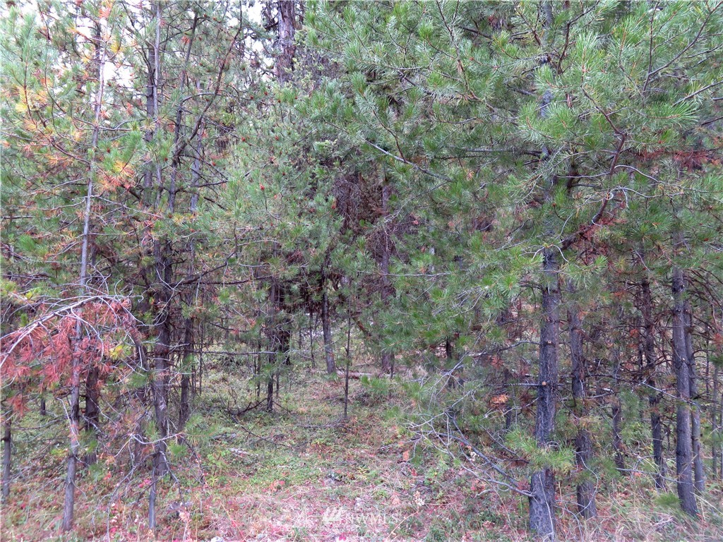 -tbd Tbd Tamarack Ridge Road Tonasket, WA 98855 - Photo 8 of 12