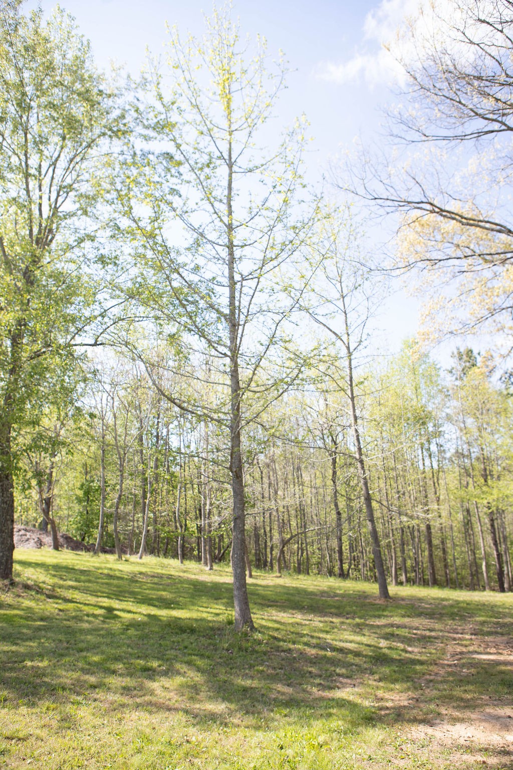 1057 Willette Road Red Boiling Springs, TN 37150 - Photo 25 of 31 a view of outdoor space with swimming pool and trees