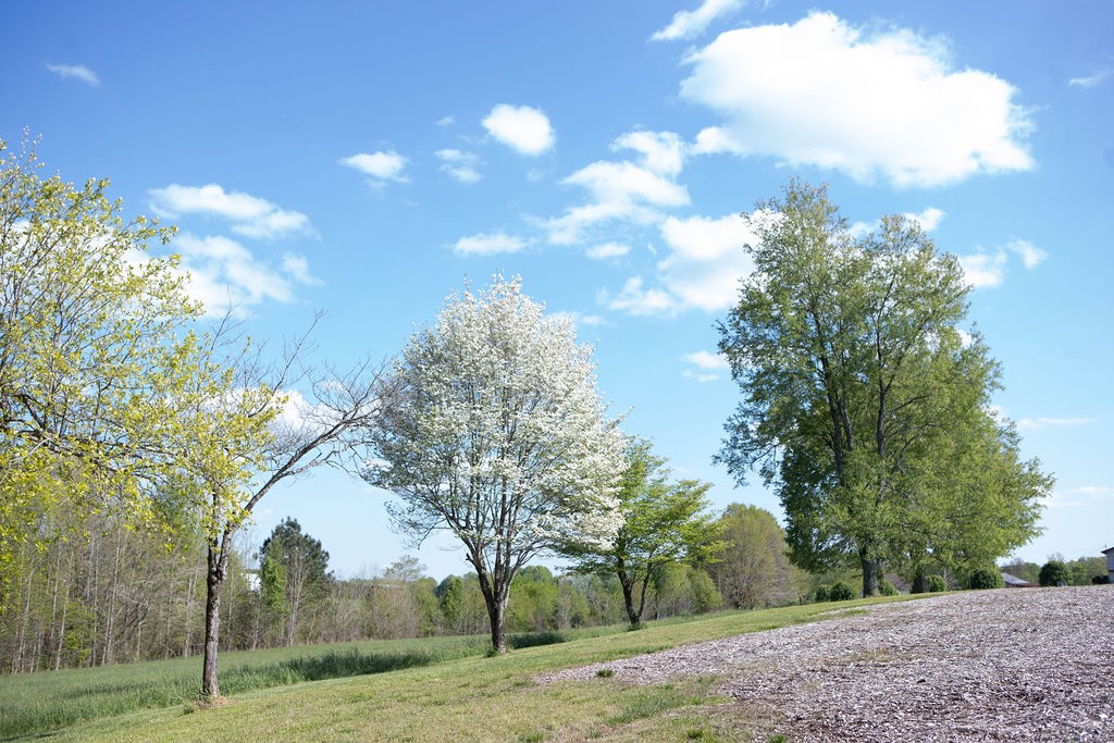 1057 Willette Road Red Boiling Springs, TN 37150 - Photo 28 of 31 a view of a yard with an trees