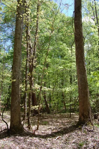 a view of a forest filled with trees