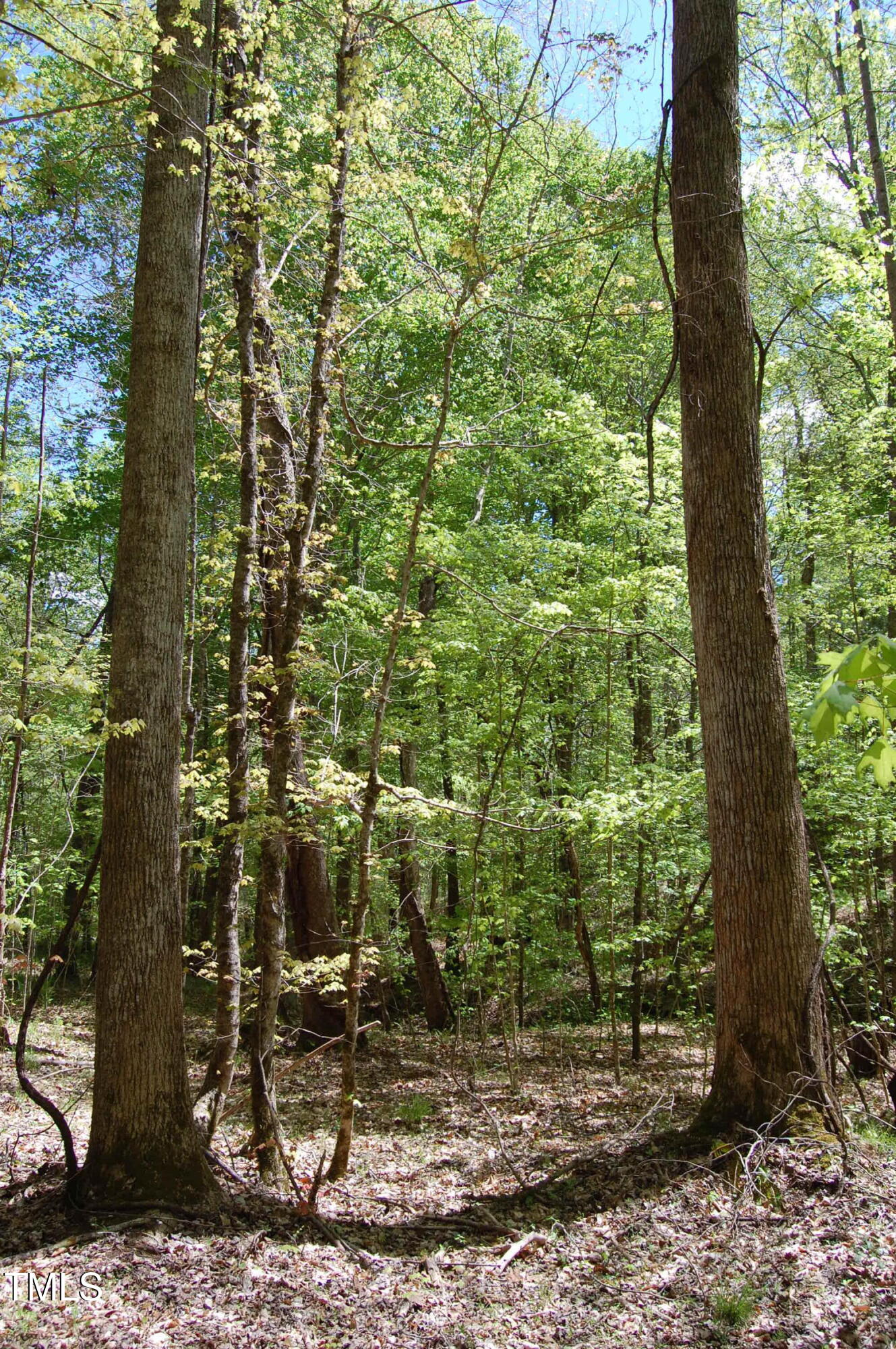 0 Egypt Mountain Road Kittrell, NC 27544 - Photo 12 of 13 a view of a forest filled with trees