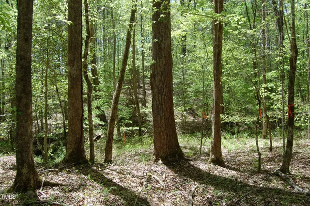a view of a forest