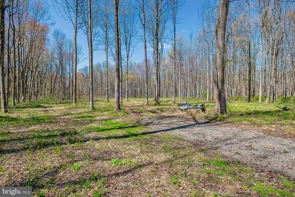 a view of a yard with trees