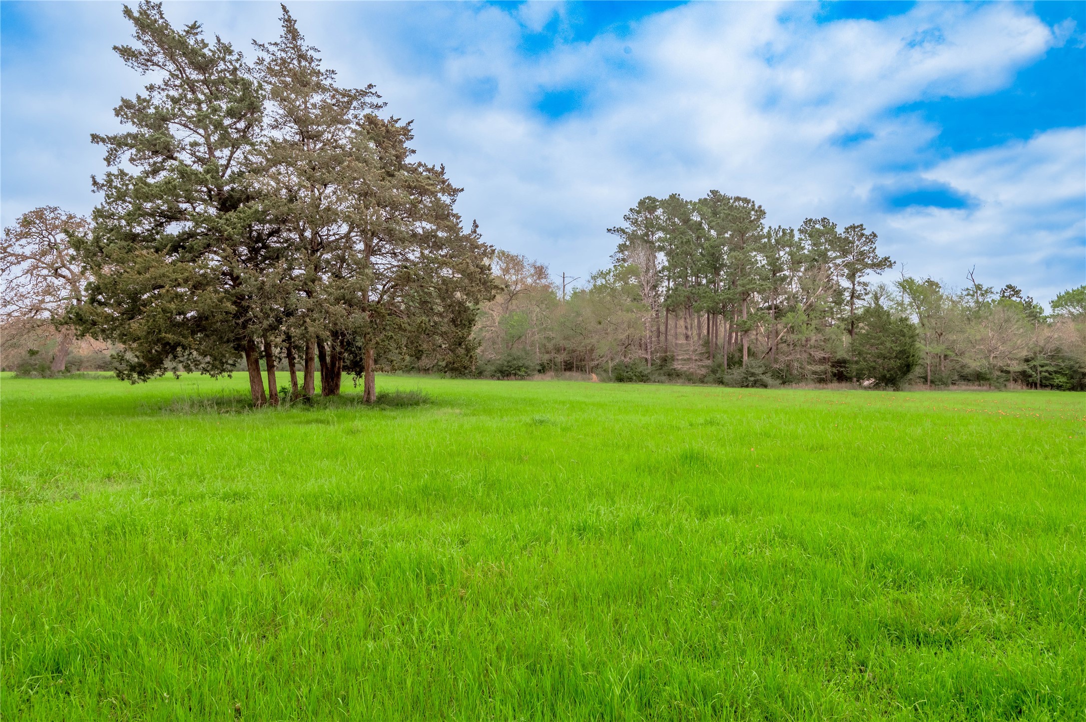 758 Wire Road Huntsville, TX 77320 - Photo 36 of 44 a view of yard with grass and trees