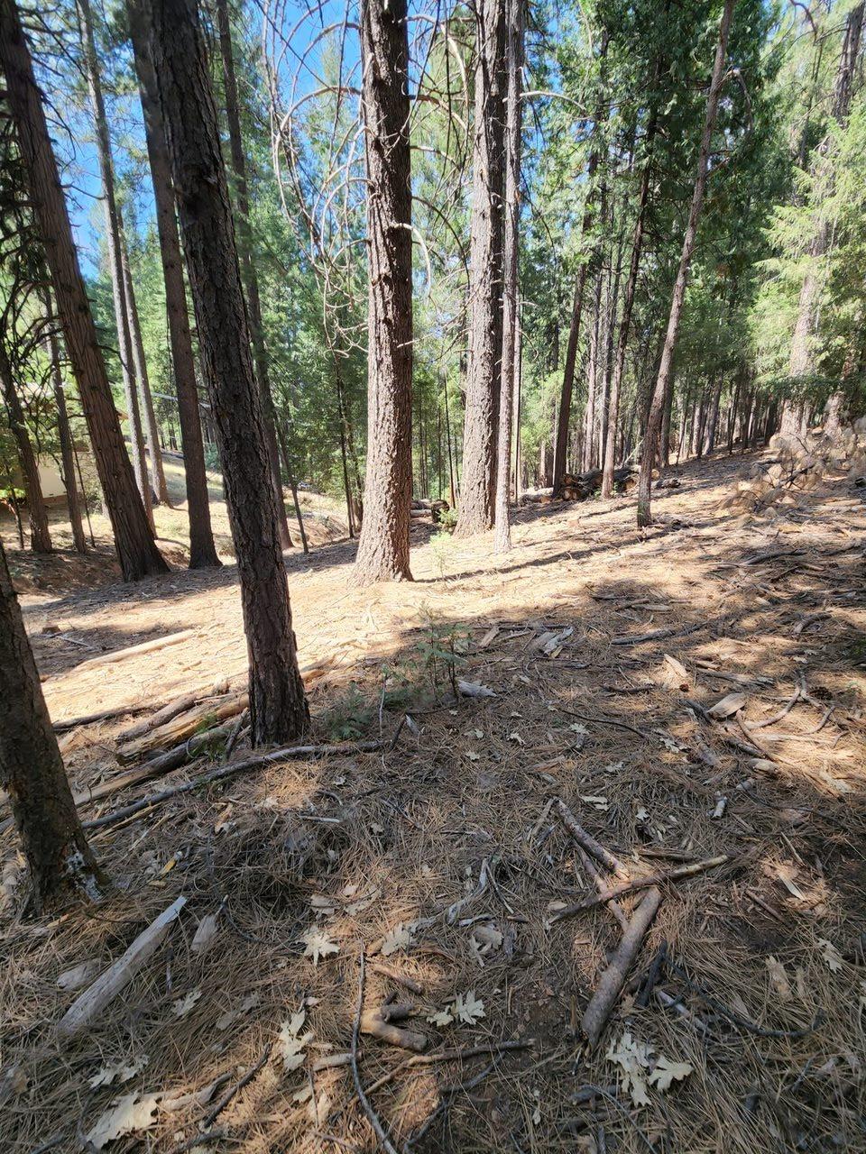0 Juarez Road Pollock Pines, CA 95726 - Photo 3 of 6 a view of a yard with trees