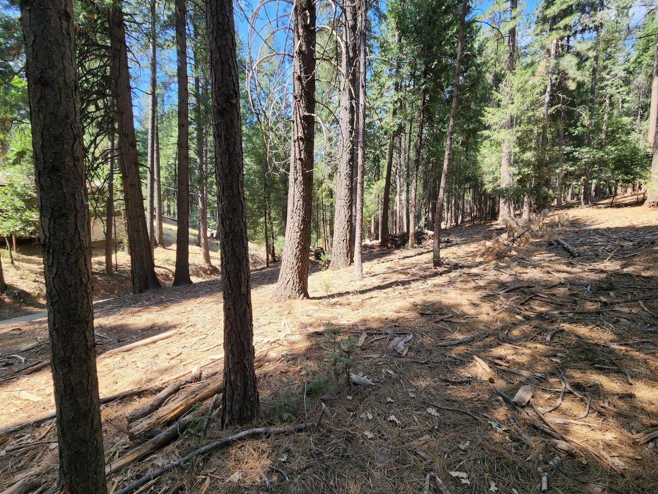 0 Juarez Road Pollock Pines, CA 95726 - Photo 4 of 6 a view of a yard with trees