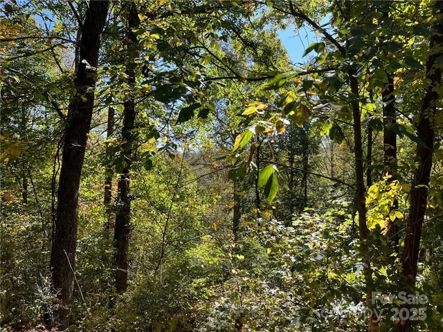 a view of a forest with large trees