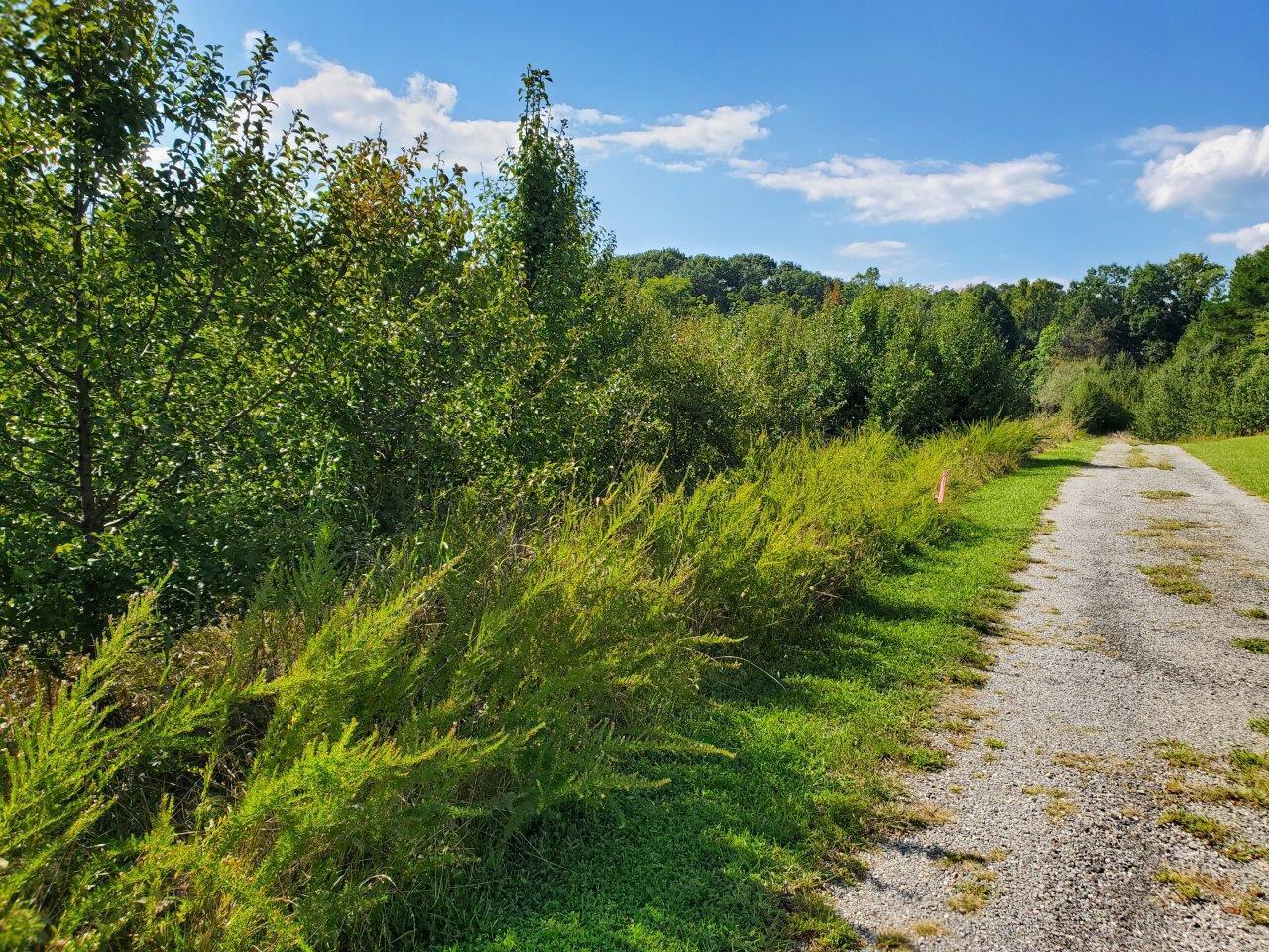 0 Peters Creek Road Northwest Roanoke, VA 24019 - Photo 2 of 8 a view of a pathway both side of grassy field with shrub