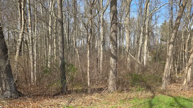a view of a yard with large trees