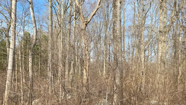 a close up of a plant