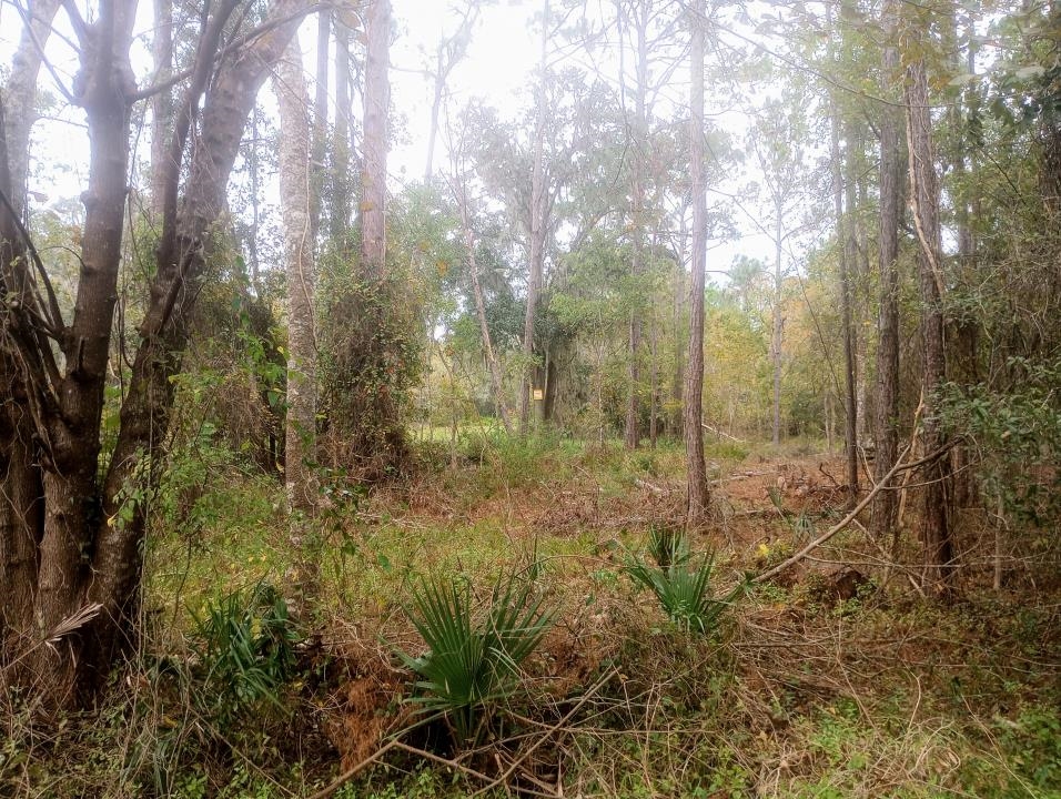 2890 Hilltop Road St. Augustine, FL 32086 - Photo 6 of 11 a view of a forest with trees