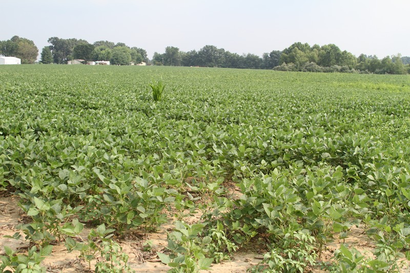 - North Reed Station Road Carbondale, IL 62901 - Photo 6 of 6