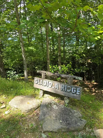 a view of a forest with trees in the background