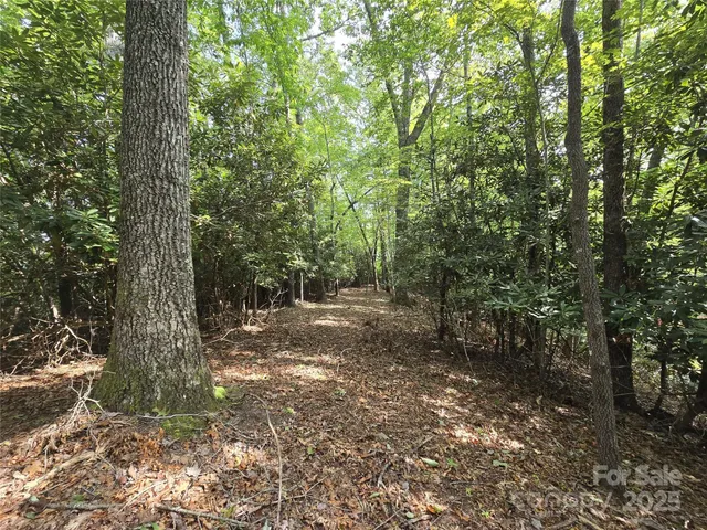 a view of a forest with trees