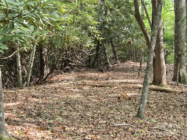 a view of plant in middle of a yard