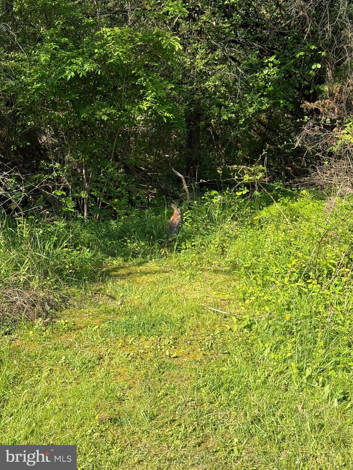 145 Lake Ridge Road Strasburg, VA 22657 - Photo 19 of 23 Surrounded by trees and wildlife