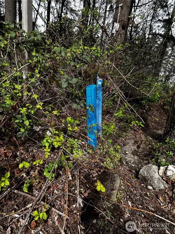 a view of a tree with a tree