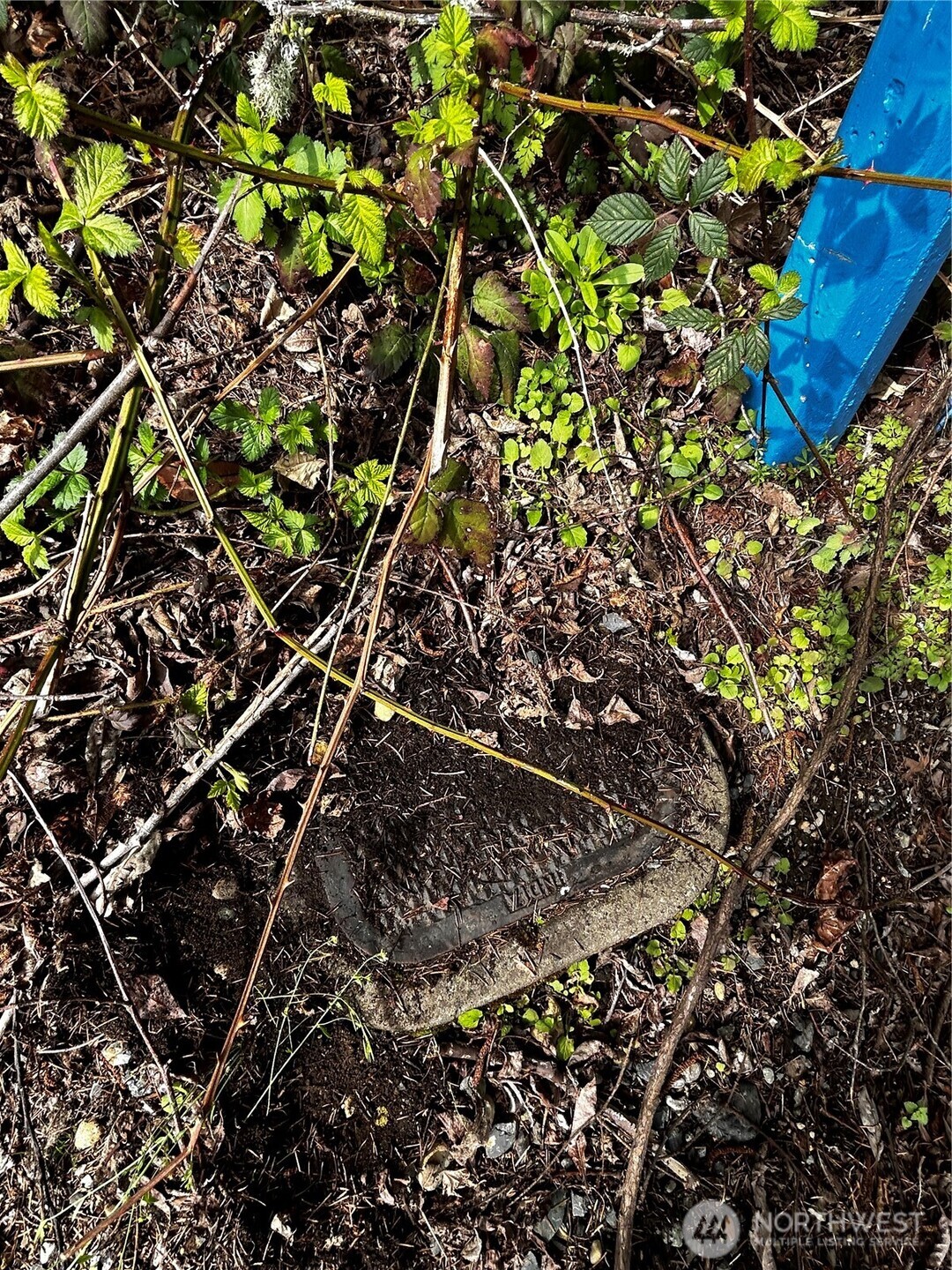 0 Adjacent To Baldwin Road Bothell, WA 98012 - Photo 3 of 4 a picture of tree