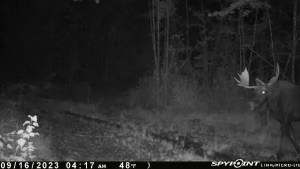 $33,000 | Lot 6 Estabrook Road, Amity, ME 04471