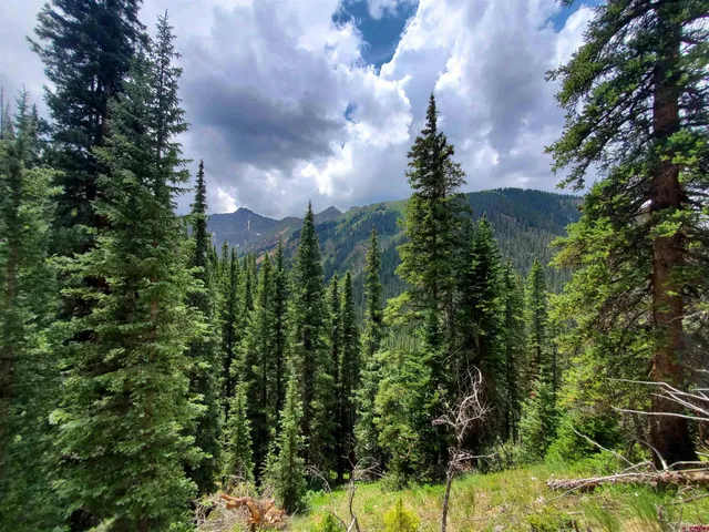 a view of a bunch of trees and bushes
