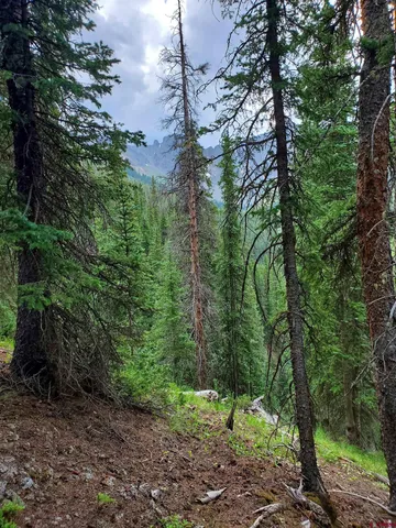 a view of a forest that has large trees