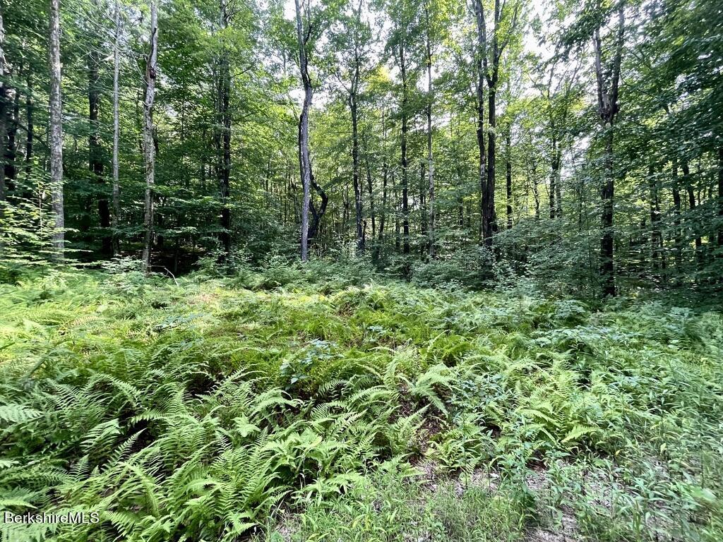 76 Cronk Road Monterey, MA 01245 - Photo 1 of 10 a view of a lush green forest