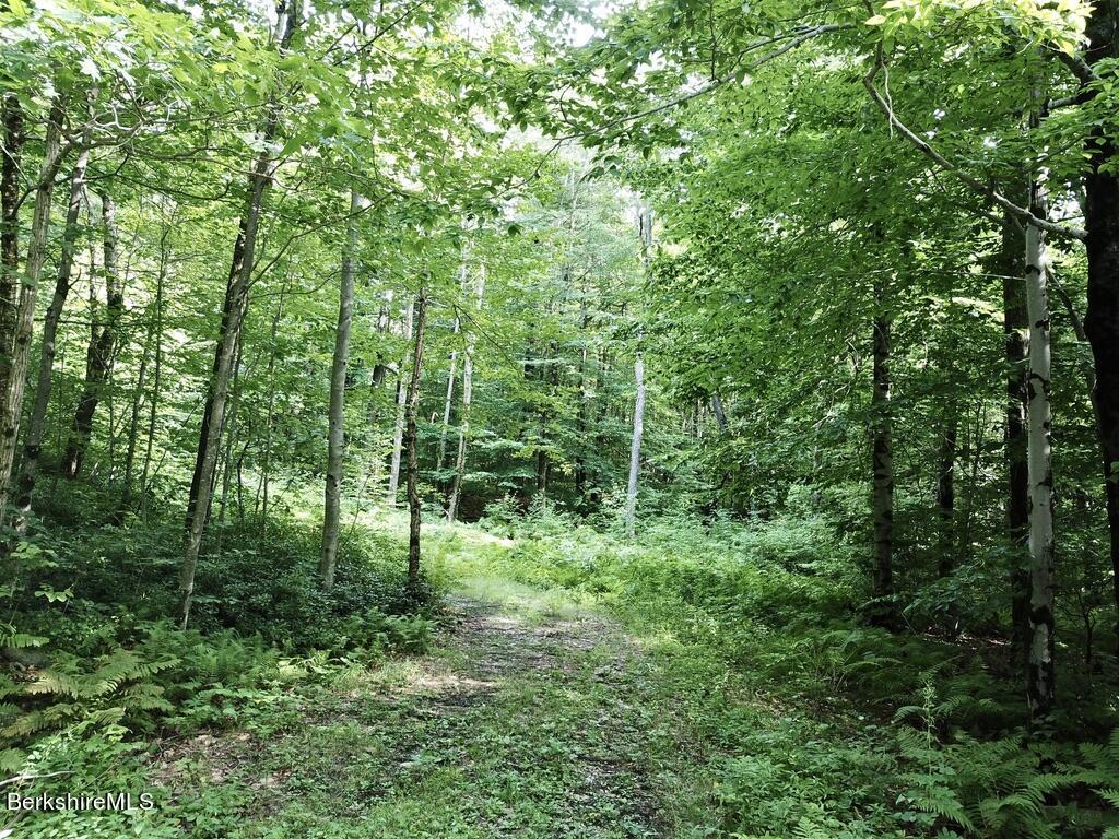 76 Cronk Road Monterey, MA 01245 - Photo 4 of 10 a view of forest