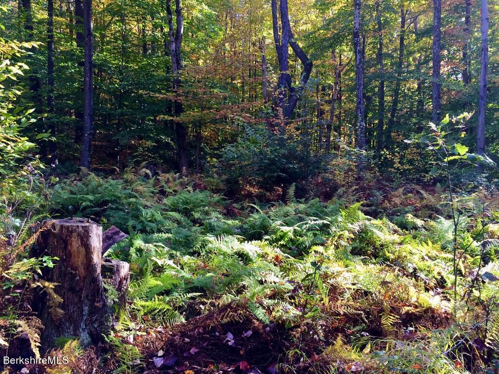 76 Cronk Road Monterey, MA 01245 - Photo 8 of 10 a view of a garden with large trees