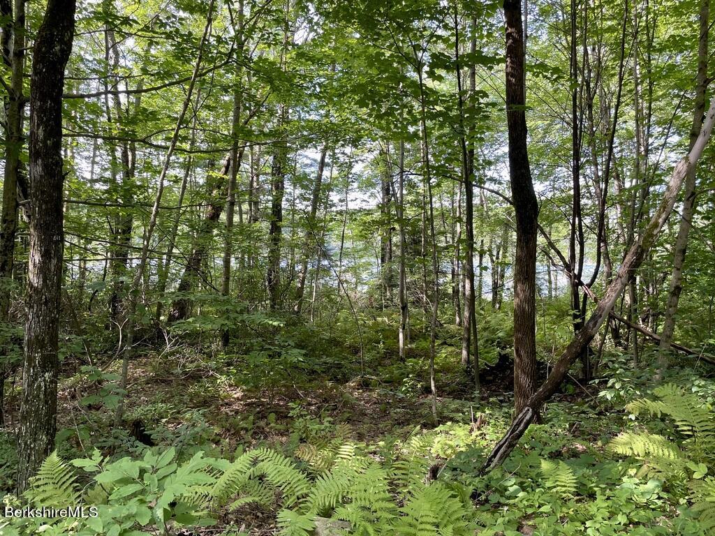 76 Cronk Road Monterey, MA 01245 - Photo 9 of 10 a big yard with lots of green space and trees