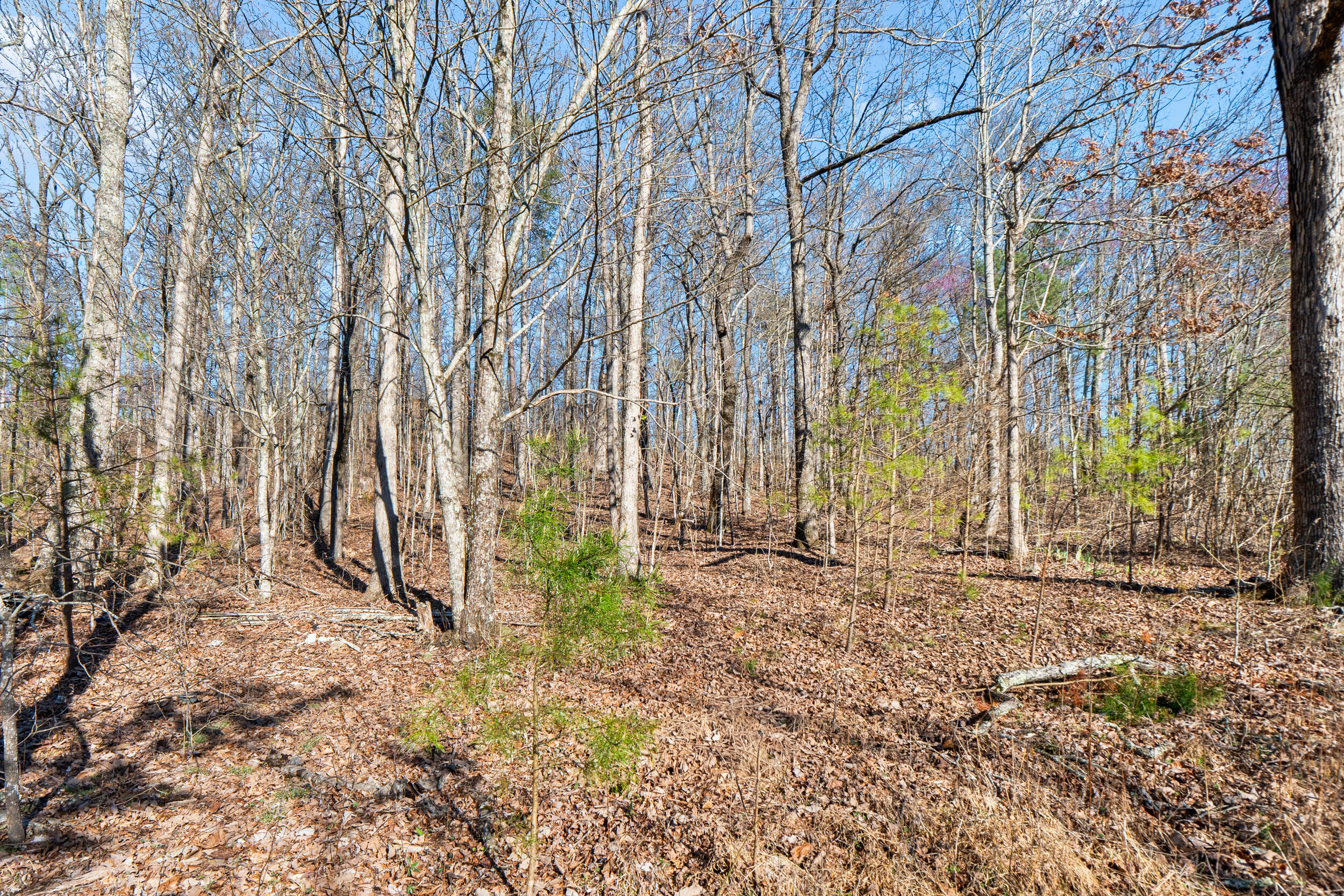 2085-1935 Big Fork Road Chattanooga, TN 37405 - Photo 4 of 22 Private Views