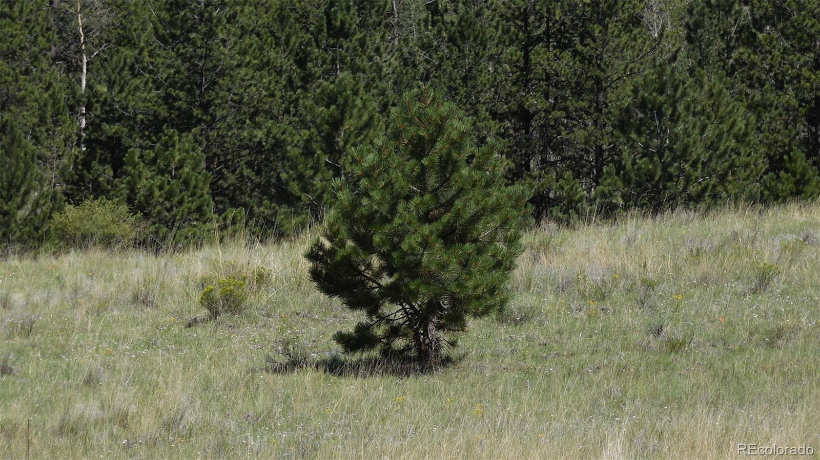 312 Copeland Road Guffey, CO 80820 - Photo 10 of 34