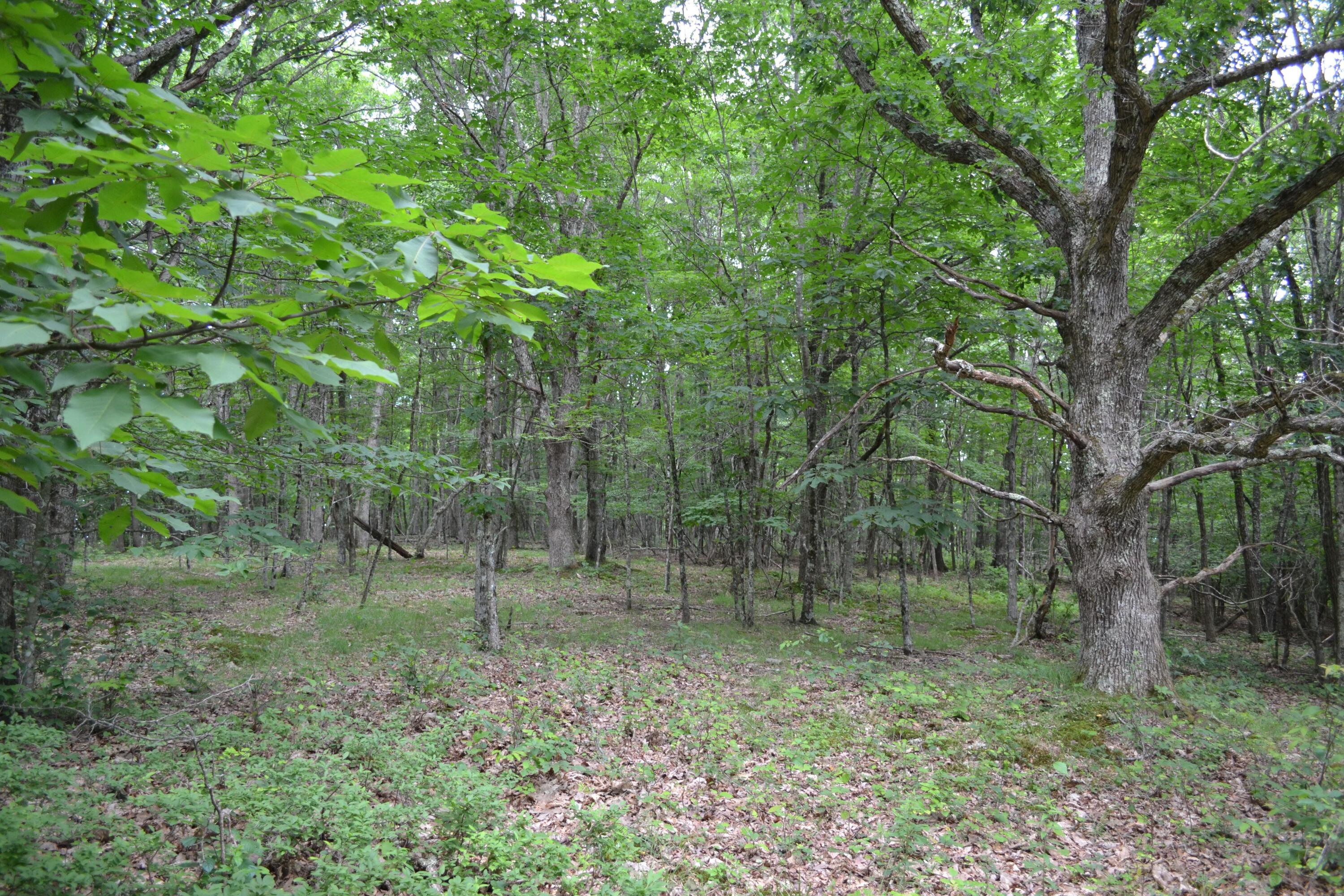 6299 Edray Road Cass, WV 24927 - Photo 7 of 9 Gallery Image 7