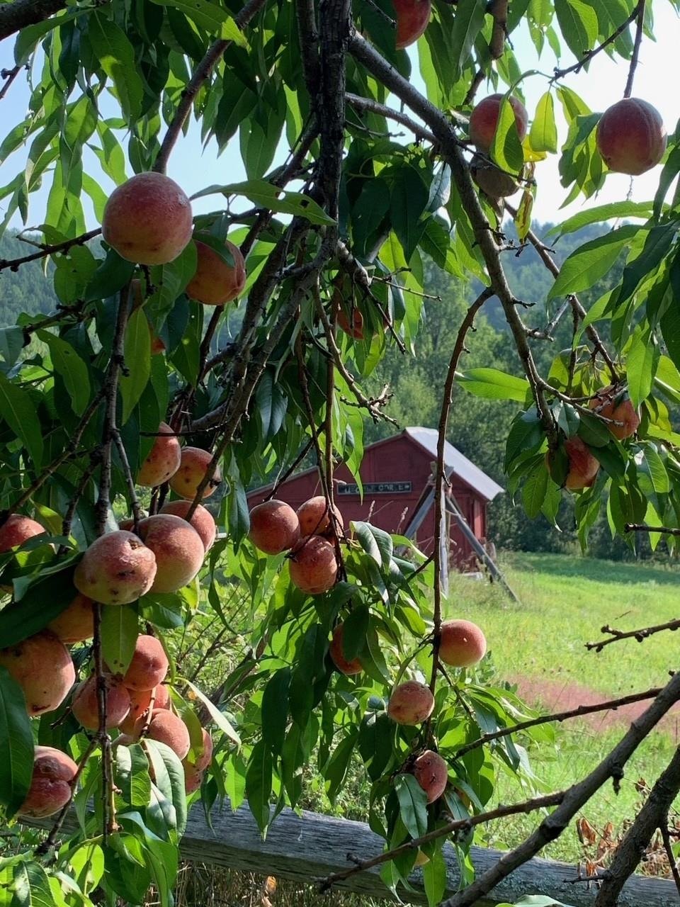 593 Red Barn Road Hartford, VT 05001 - Photo 49 of 50