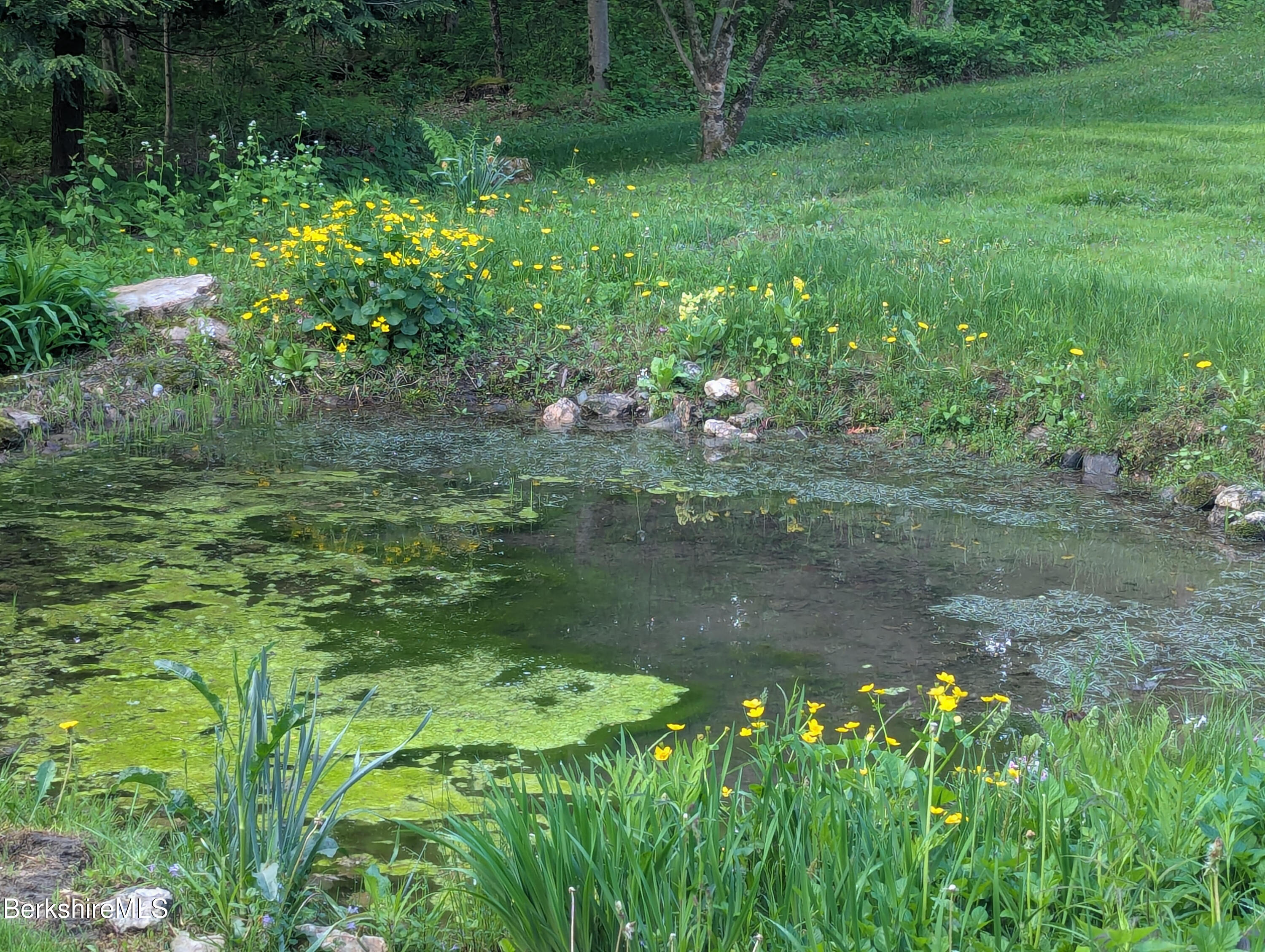 Front pond