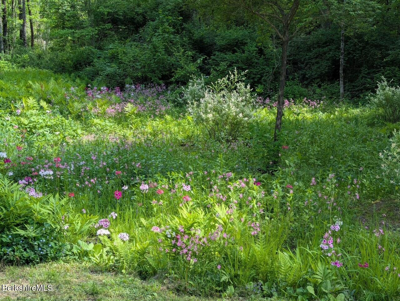 Wildflowers