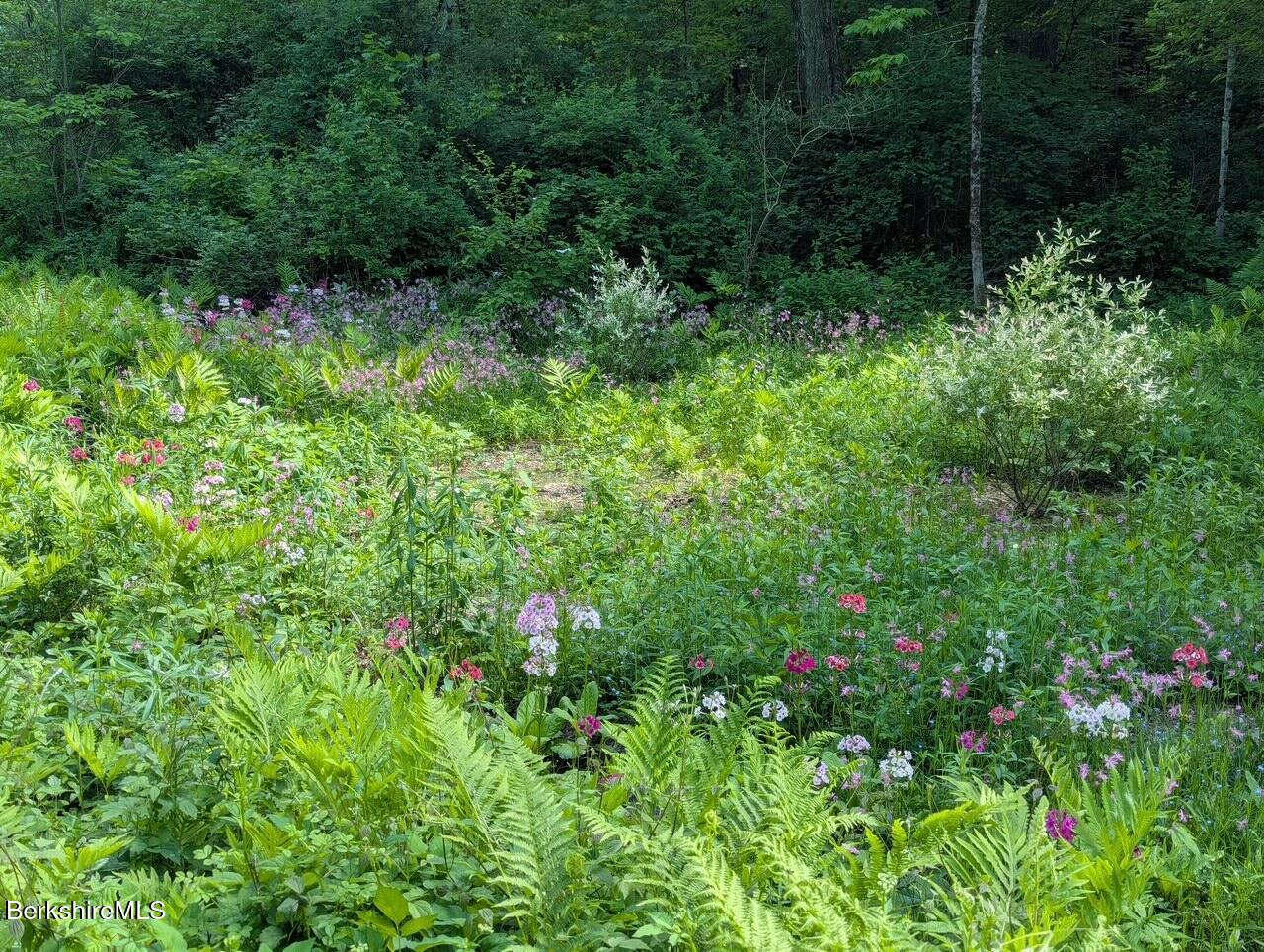 963 Hancock Road Williamstown, MA 01267 - Photo 51 of 60 Spring wildflowers