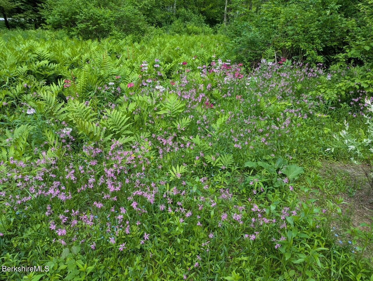 963 Hancock Road Williamstown, MA 01267 - Photo 52 of 60 Spring wildflowers