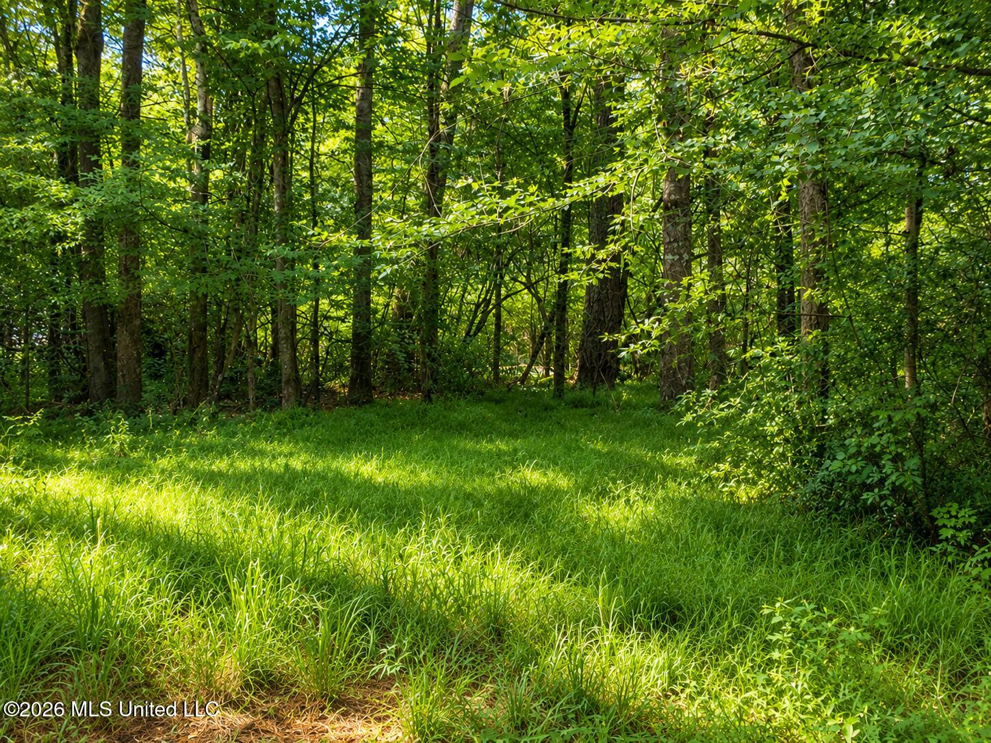 Belle Gardner Road Amite, LA 70422 - Photo 6 of 7 land-for-sale-amite-parish-la (6)