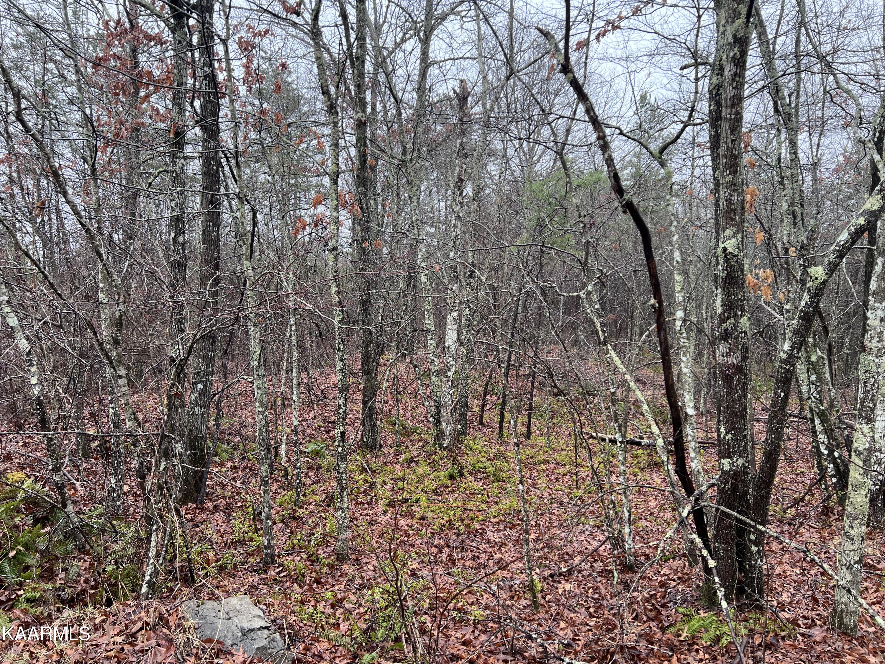 Old Collins Rpke Deer Lodge Deer Lodge, TN 37726 - Photo 5 of 12 DF480758-015A-412F-9ED4-7DA966E01740