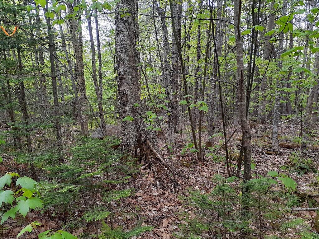 Tbd Tbd Timberland Road Dixfield, ME 04224 - Photo 1 of 2 20220519_101645_resized