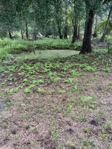 a view of a lush green forest