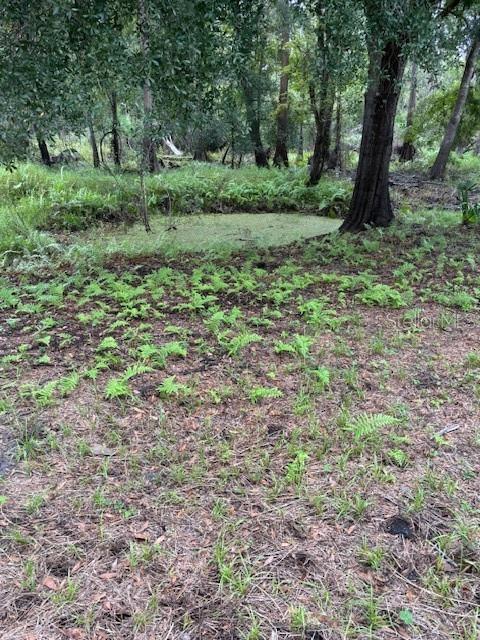 24739 Audrey Road Land O' Lakes, FL 34639 - Photo 19 of 20 a view of a lush green forest