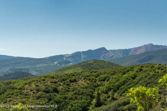 a view of a forest with trees in the background