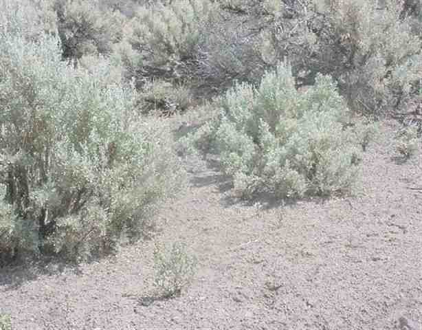 213 Long Valley Road Reno, NV 89521 - Photo 1 of 2 a view of a dry yard with trees in the background