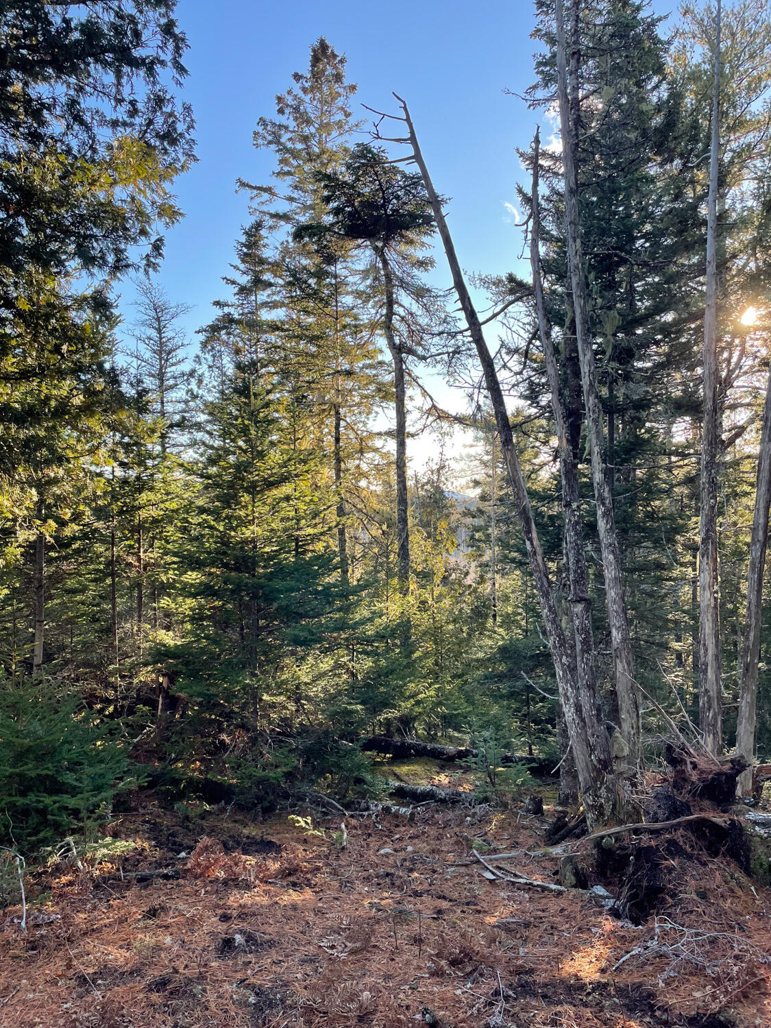 0 Juniper Ledge Road Bar Harbor, ME 04609 - Photo 12 of 14 IMG_1099